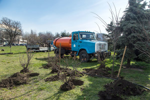 Висадили 80 нових дерев і кущів на площі Дерев'янка