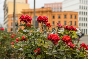 Via Roma - яскравий та теплий житловий комплекс